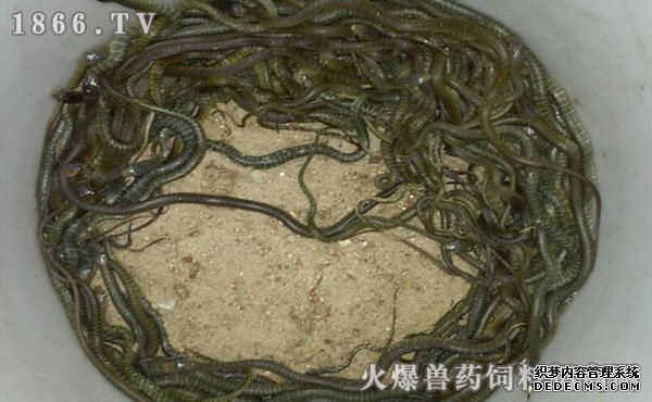水律蛇養(yǎng)殖新技巧揭秘，高效養(yǎng)殖方法與實(shí)用操作指南