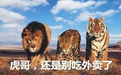 最新虎獅，學(xué)習(xí)變革的力量，自信與成就感的崛起之路