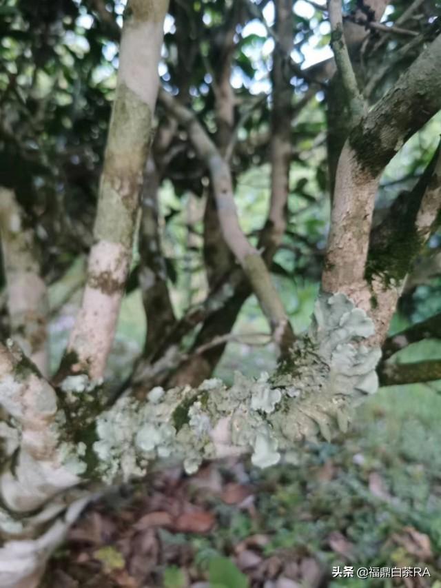 老樅紅茶價(jià)格，深度探討歷史背景與地位影響下的價(jià)格走勢(shì)