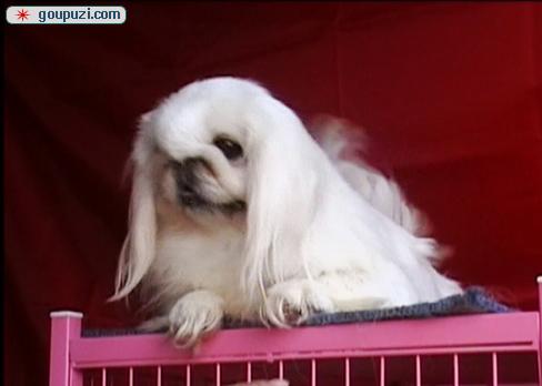 秀珍犬價(jià)格行情揭秘，變化中的市場行情與學(xué)習(xí)自信的力量